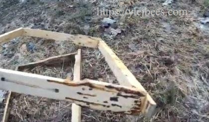 Профилактика нозематоза пчел осенью Профилактика нозематоза пчел осенью