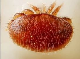 Биология клеща варроа Биология клеща варроа